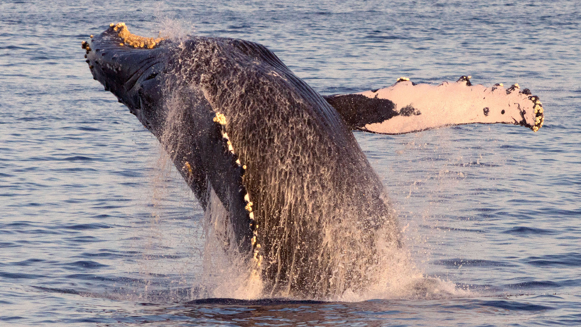 A humpback whale leaps out of the Pacific Ocean off the coast of Maui, Hawaii.